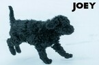 Small Photo #13 Labradoodle-Poodle (Standard) Mix Puppy For Sale in SAINT CLOUD, MN, USA