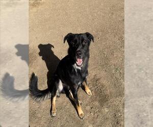 MICRO - Male German Shepherd Dog Dog for Adoption - Photo #2
