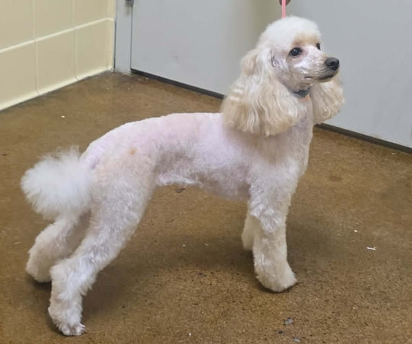 Medium Photo #1 Poodle (Miniature) Puppy For Sale in UNADILLA, NY, USA