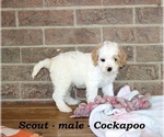 Small #1 Cock-A-Poo
