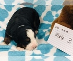 Small Photo #15 Bernese Mountain Dog Puppy For Sale in ATKINSON, NE, USA