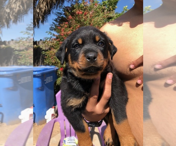 Medium Photo #27 Rottweiler Puppy For Sale in NIPOMO, CA, USA