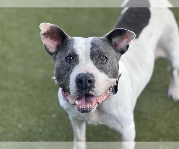 Medium Photo #1 Mutt Puppy For Sale in Waco, TX, USA