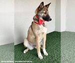 Small #1 German Shepherd Dog Mix