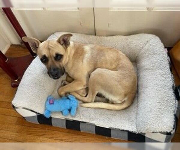 Medium Photo #8 Boxer-Unknown Mix Puppy For Sale in St. Louis Park, MN, USA