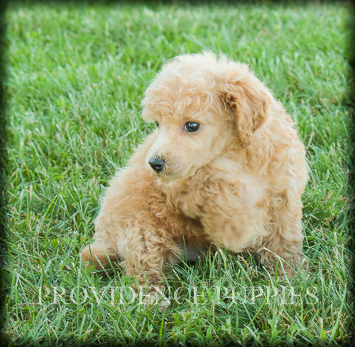 Medium Photo #6 Poodle (Miniature) Puppy For Sale in COPPOCK, IA, USA
