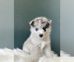 Small Photo #7 Pomsky Puppy For Sale in QUEEN CREEK, AZ, USA