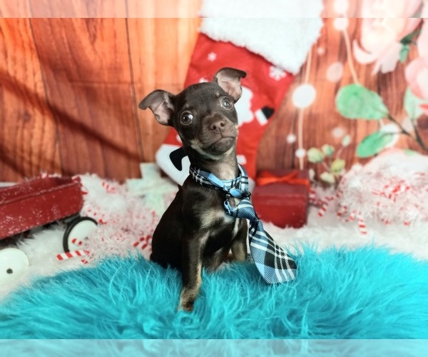 Medium Photo #5 Chihuahua Puppy For Sale in CARTHAGE, TX, USA