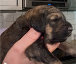 Small Photo #46 Bernedoodle Puppy For Sale in MOULTON, AL, USA