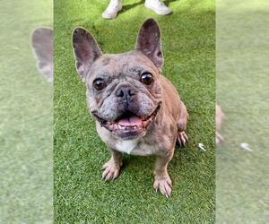 French Bulldog Dogs for adoption in San Francisco, CA, USA