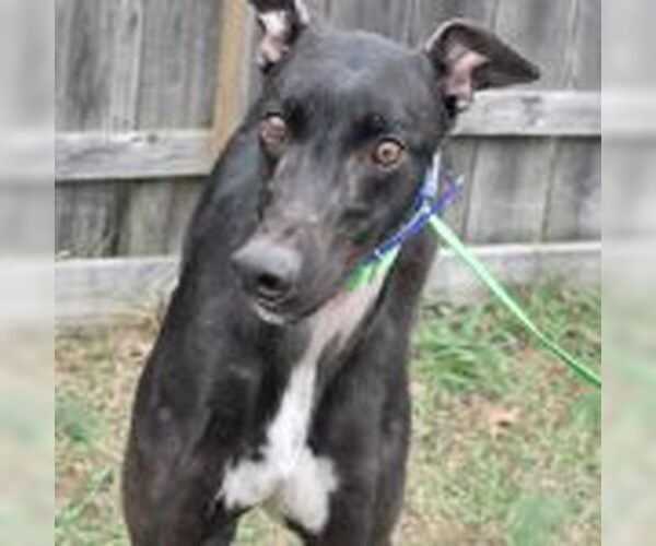 Medium Photo #1 Greyhound Puppy For Sale in Grandville, MI, USA