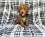 Small #6 Aussiedoodle Miniature 