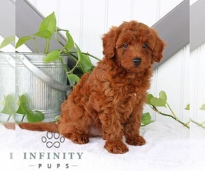 Goldendoodle (Miniature) Puppy for sale in BIRD IN HAND, PA, USA