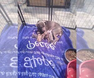 American Pit Bull Terrier Puppy for sale in PORTSMOUTH, VA, USA