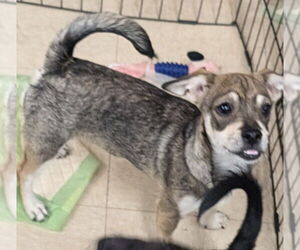 Chihuahua-Unknown Mix Dogs for adoption in San Bernardino, CA, USA