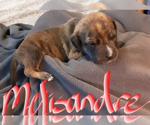 American Staffordshire Terrier-Catahoula Leopard Dog Mix Puppy for sale in JACKSONVILLE, NC, USA