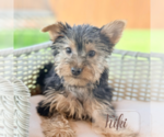 Small #15 Yorkshire Terrier