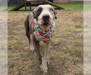 American Staffordshire Terrier-Unknown Mix Dogs for adoption in San Antonio, TX, USA