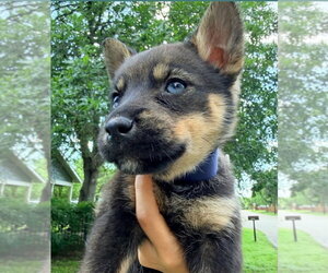 German Shepherd Dog-Unknown Mix Dogs for adoption in Brewster, NY, USA