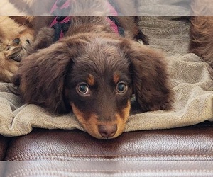 Dachshund Puppy for Sale in WHITE OAK, North Carolina USA