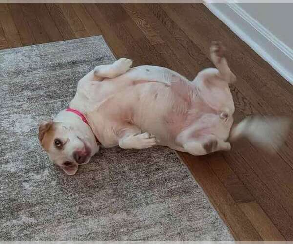 Medium Photo #6 Mutt Puppy For Sale in Kennesaw, GA, USA