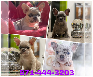 French Bulldog Puppy for sale in PORTLAND, OR, USA