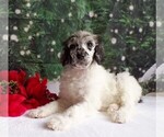 Small Photo #1 Poodle (Standard) Puppy For Sale in CHRISTIANA, PA, USA