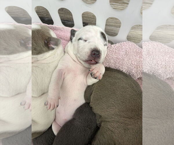 Medium Photo #2 Bullypit Puppy For Sale in Blairsville, GA, USA