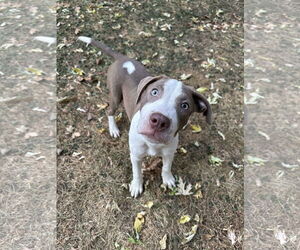 American Pit Bull Terrier-Unknown Mix Dogs for adoption in Minneapolis, MN, USA