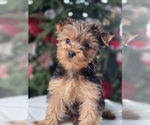 Yorkshire Terrier Puppy for Sale in ELMHURST, Illinois USA