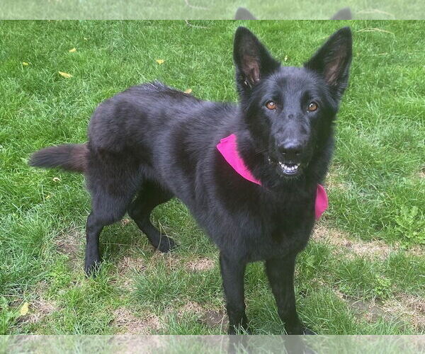 Medium Photo #4 German Shepherd Dog-Unknown Mix Puppy For Sale in San Jose, CA, USA