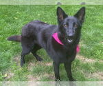 Small #3 German Shepherd Dog Mix