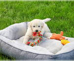 Small #3 English Cream Golden Retriever