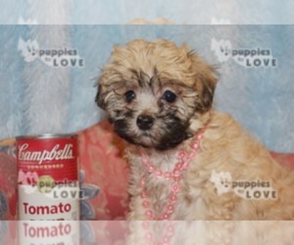 Medium Photo #3 Maltese-Poodle (Toy) Mix Puppy For Sale in SANGER, TX, USA