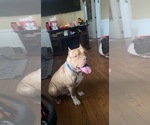 Small Photo #1 American Bully Puppy For Sale in KALAMAZOO, MI, USA