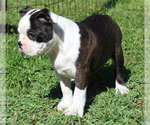 Small #7 Boston Terrier