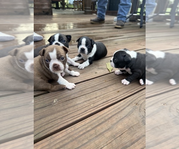 Medium Photo #1 Boston Terrier Puppy For Sale in FREDONIA, KS, USA