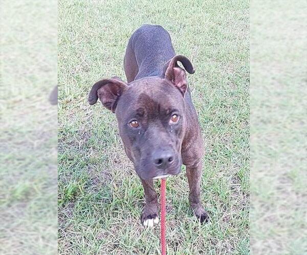 Medium Photo #2 American Staffordshire Terrier Puppy For Sale in Fort Lauderdale, FL, USA