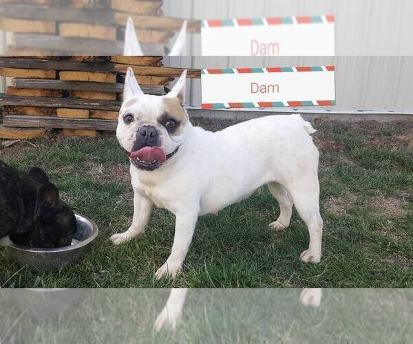 Medium Photo #1 French Bulldog Puppy For Sale in FARMINGTON, MO, USA