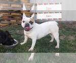 Small Photo #1 French Bulldog Puppy For Sale in FARMINGTON, MO, USA