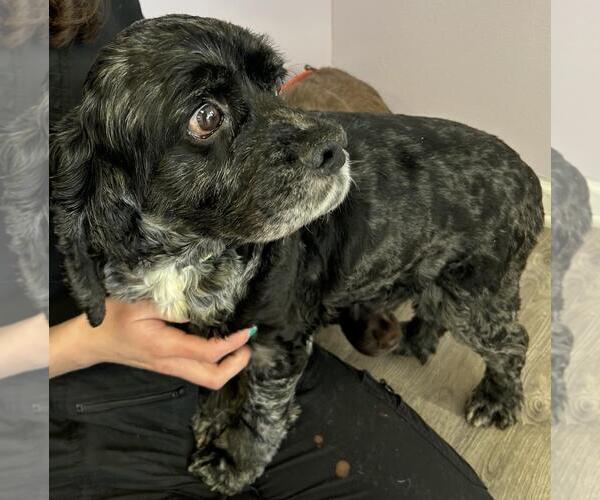 Medium Photo #3 Cocker Spaniel Puppy For Sale in Westminster, MD, USA