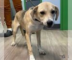 Small Photo #3 Labrador Retriever-Unknown Mix Puppy For Sale in Washington, DC, USA