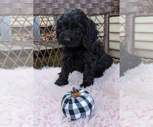 Medium Photo #1 Cock-A-Poo Puppy For Sale in SALEM, MO, USA
