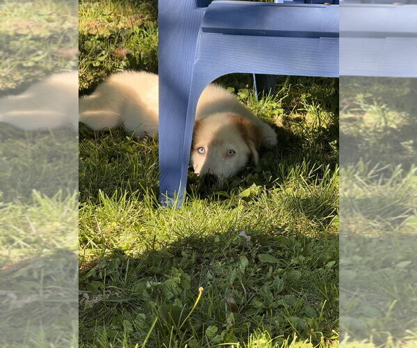 Medium Photo #5 Great Pyrenees-Unknown Mix Puppy For Sale in Brewster, NY, USA