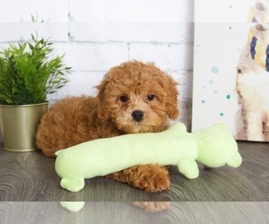 Cavapoo Puppy for sale in RED LION, PA, USA