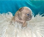 Small #5 French Bulldog