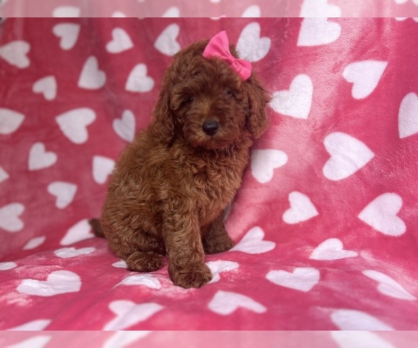 Medium Photo #6 Goldendoodle (Miniature) Puppy For Sale in LAKELAND, FL, USA