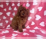 Small #5 Goldendoodle (Miniature)