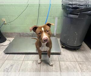 American Staffordshire Terrier-Unknown Mix Dogs for adoption in Grand Prairie, TX, USA