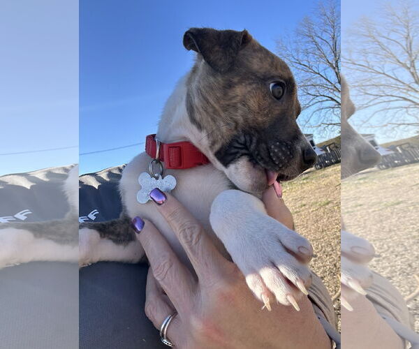 Medium Photo #1 Retriever -Unknown Mix Puppy For Sale in Holly Springs, NC, USA